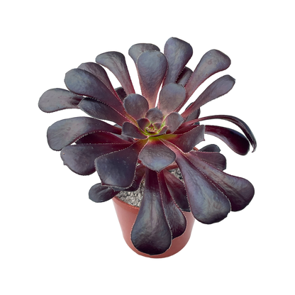 Aeonium 'Schwarzkopf'