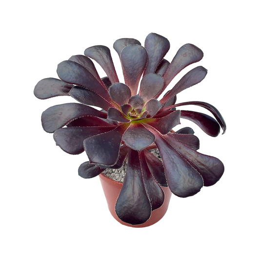 Aeonium 'Schwarzkopf'