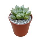 Haworthia 'Love Heart'