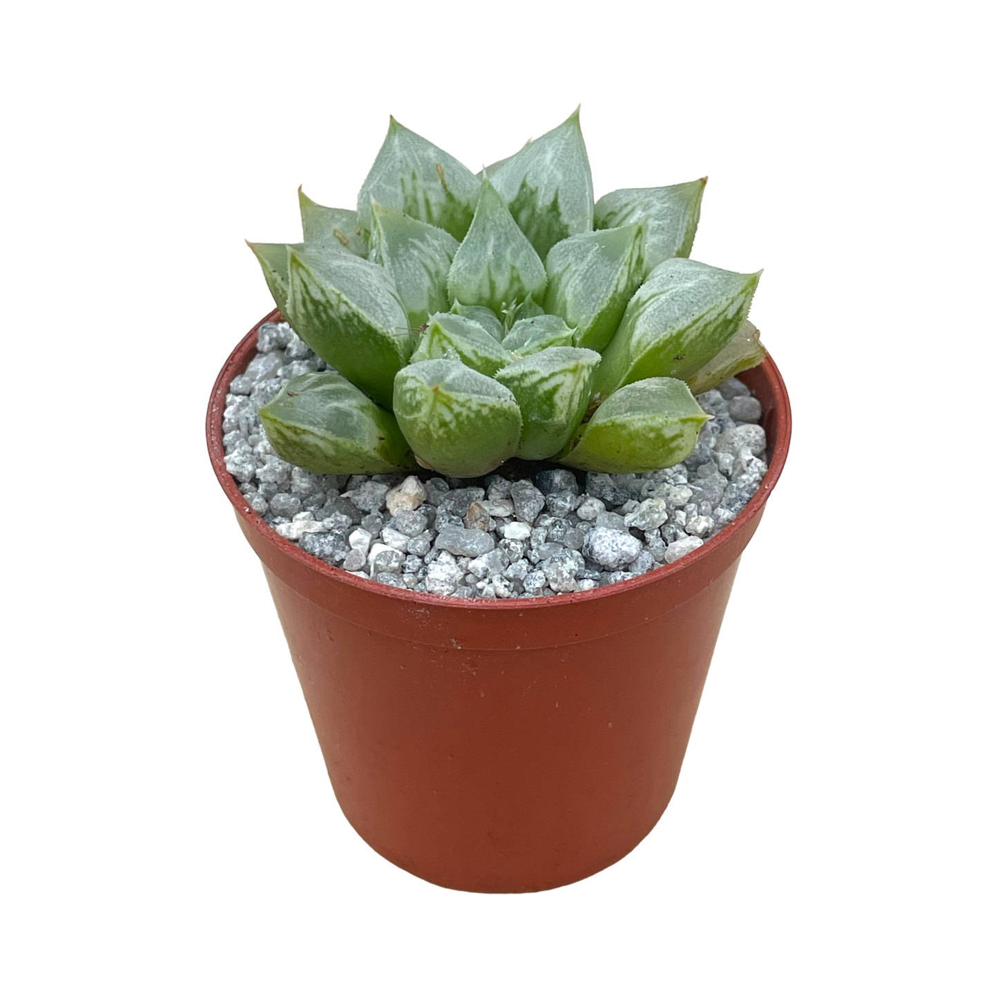 Haworthia 'Love Heart'