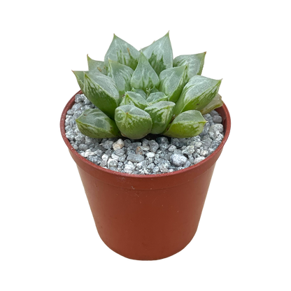 Haworthia 'Love Heart'