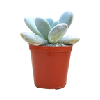 Echeveria laui x Pachyphytum oviferum