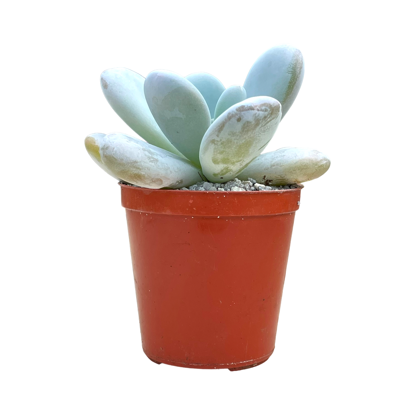 Echeveria laui x Pachyphytum oviferum