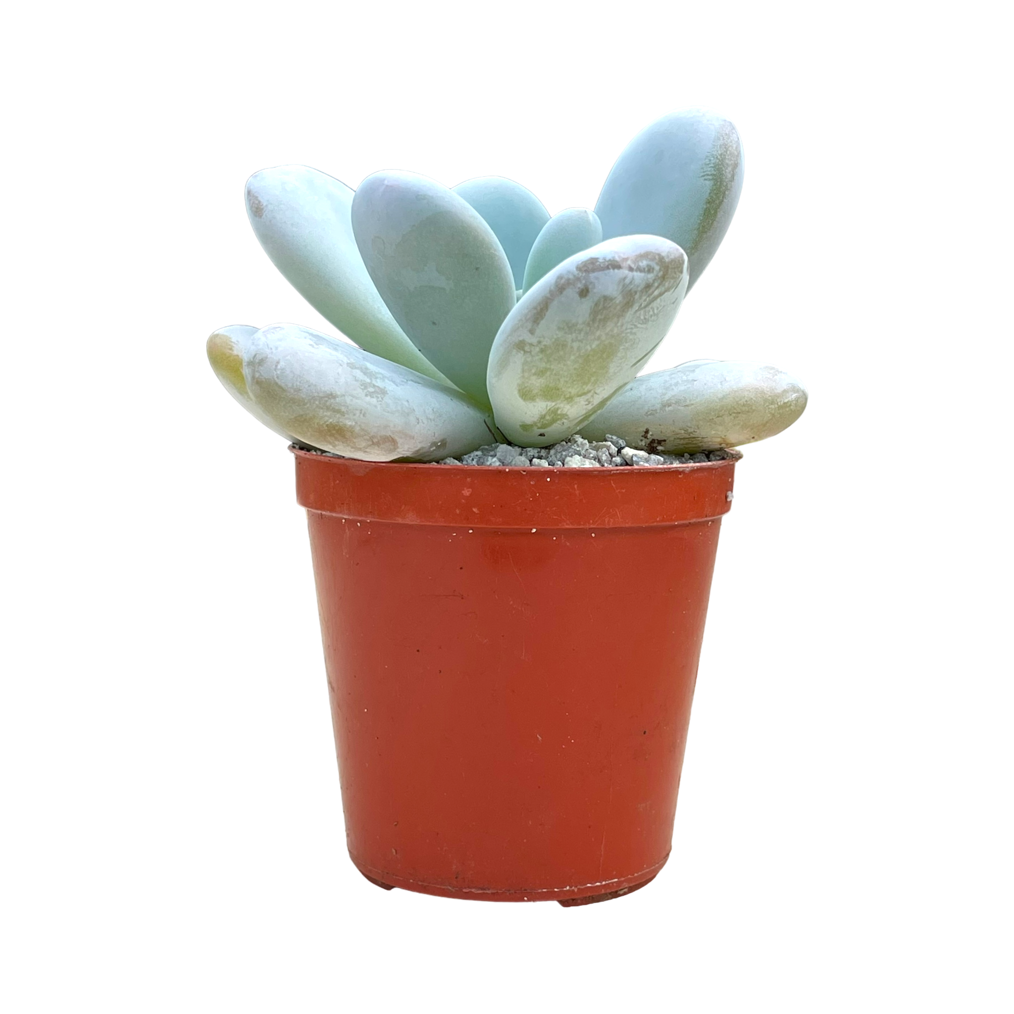 Echeveria laui x Pachyphytum oviferum