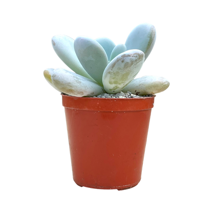 Echeveria laui x Pachyphytum oviferum