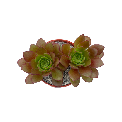 Aeonium 'Plum Thumb'