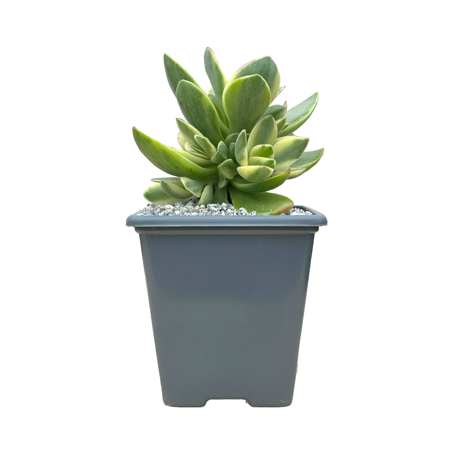 Crassula 'Money Maker' variegata