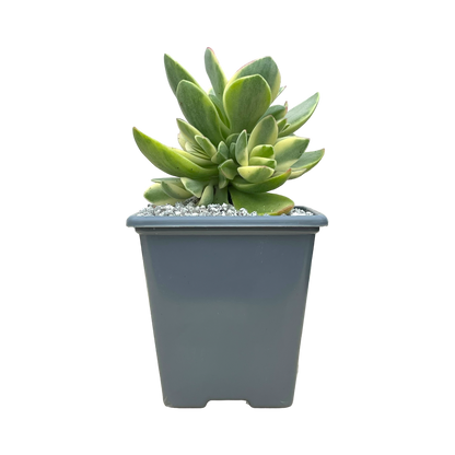 Crassula 'Money Maker' variegata