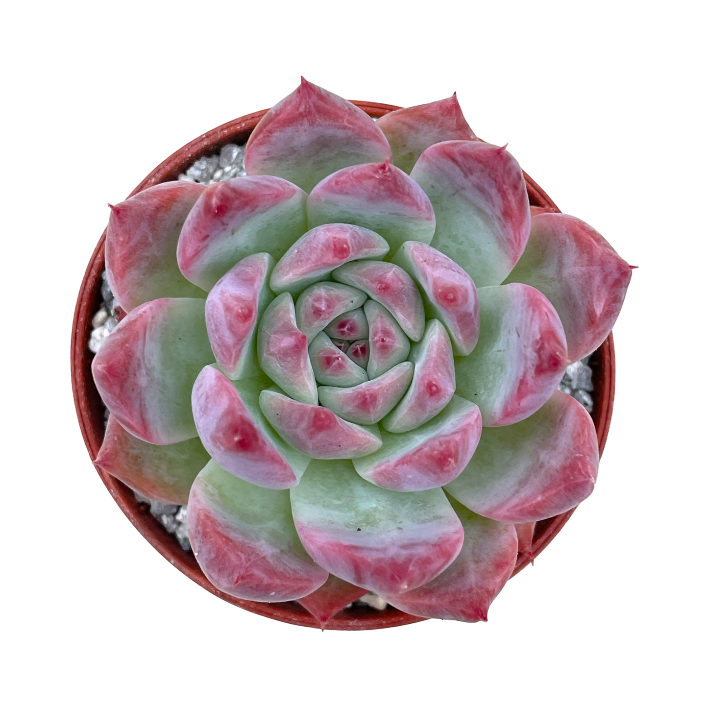 Echeveria colorata 'Haage'