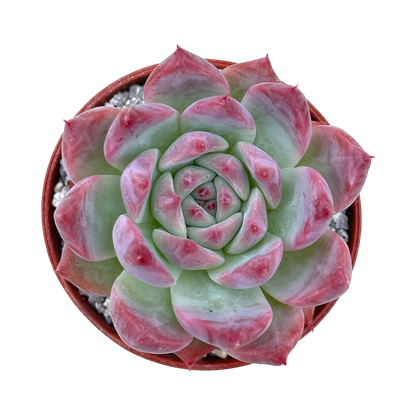 Echeveria colorata 'Haage'