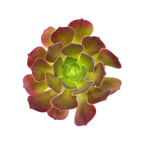 Aeonium 'Blushing Beauty'