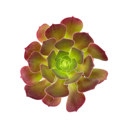 Aeonium 'Blushing Beauty'