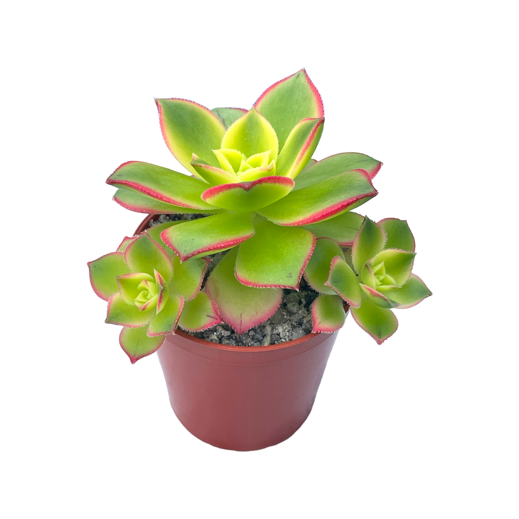Aeonium 'Kiwi'