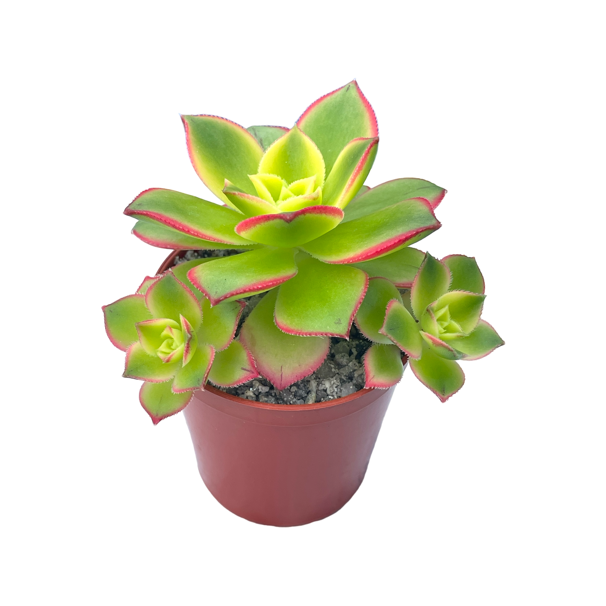Aeonium 'Kiwi'