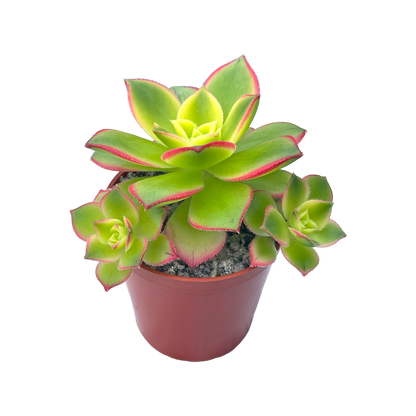 Aeonium 'Kiwi'