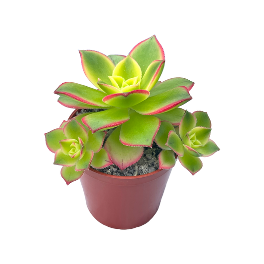 Aeonium 'Kiwi'