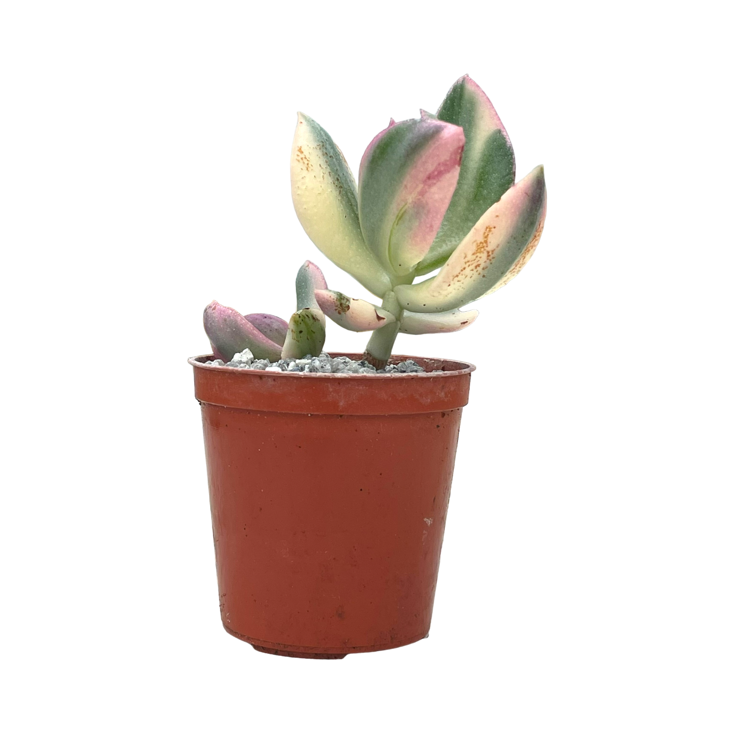 Crassula ovata variegata