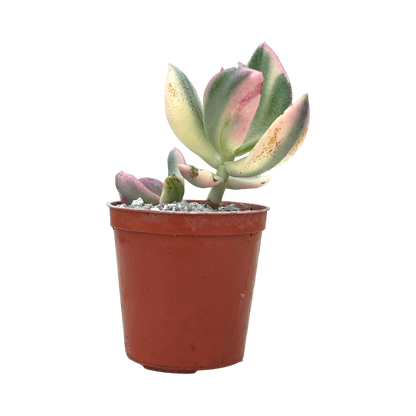 Crassula ovata variegata