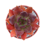 Echeveria 'Chocolate'