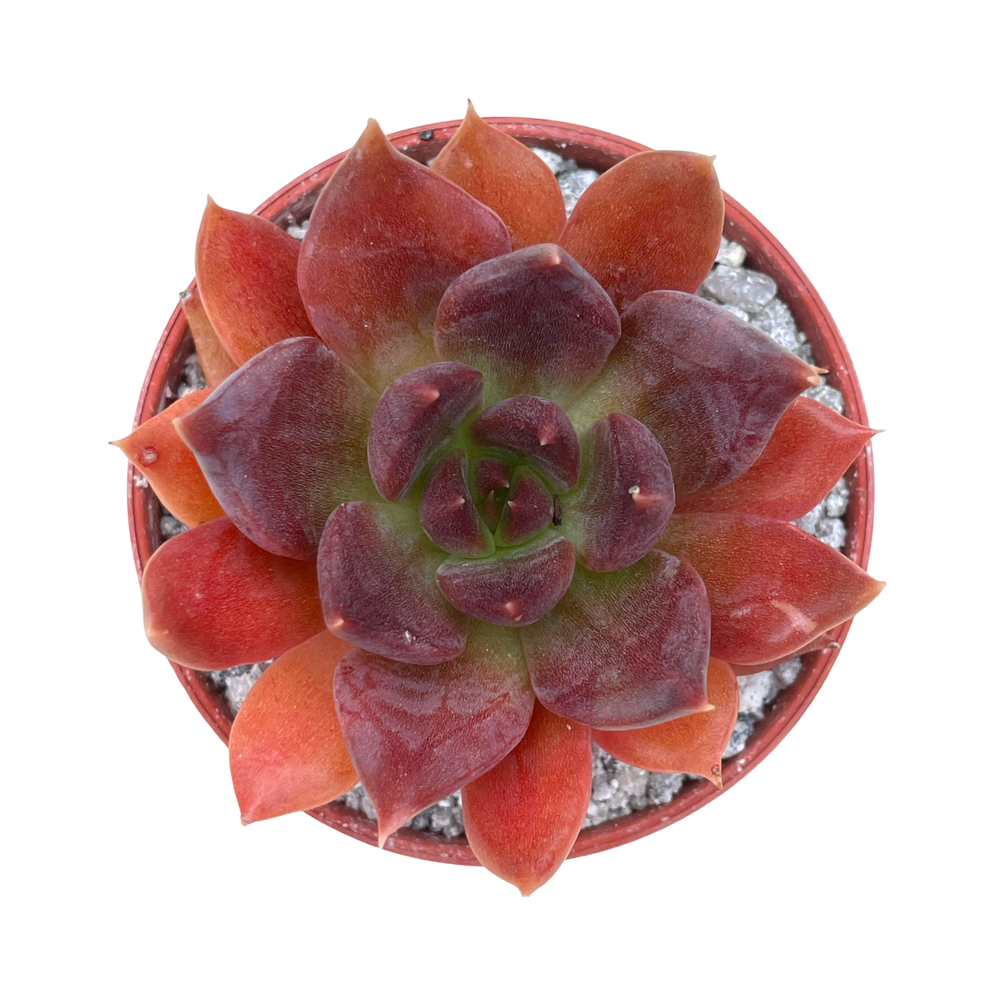 Echeveria 'Chocolate'