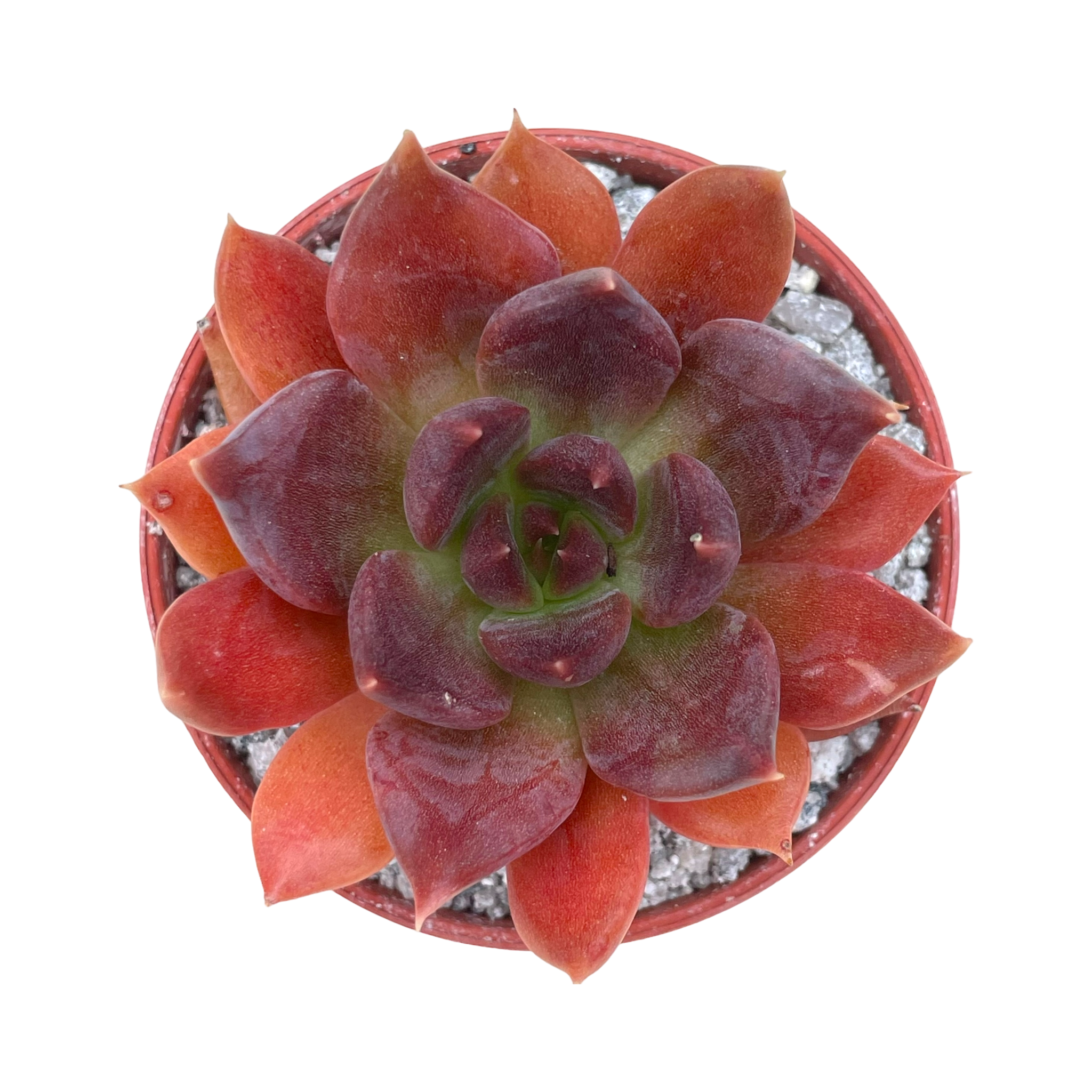 Echeveria 'Chocolate'