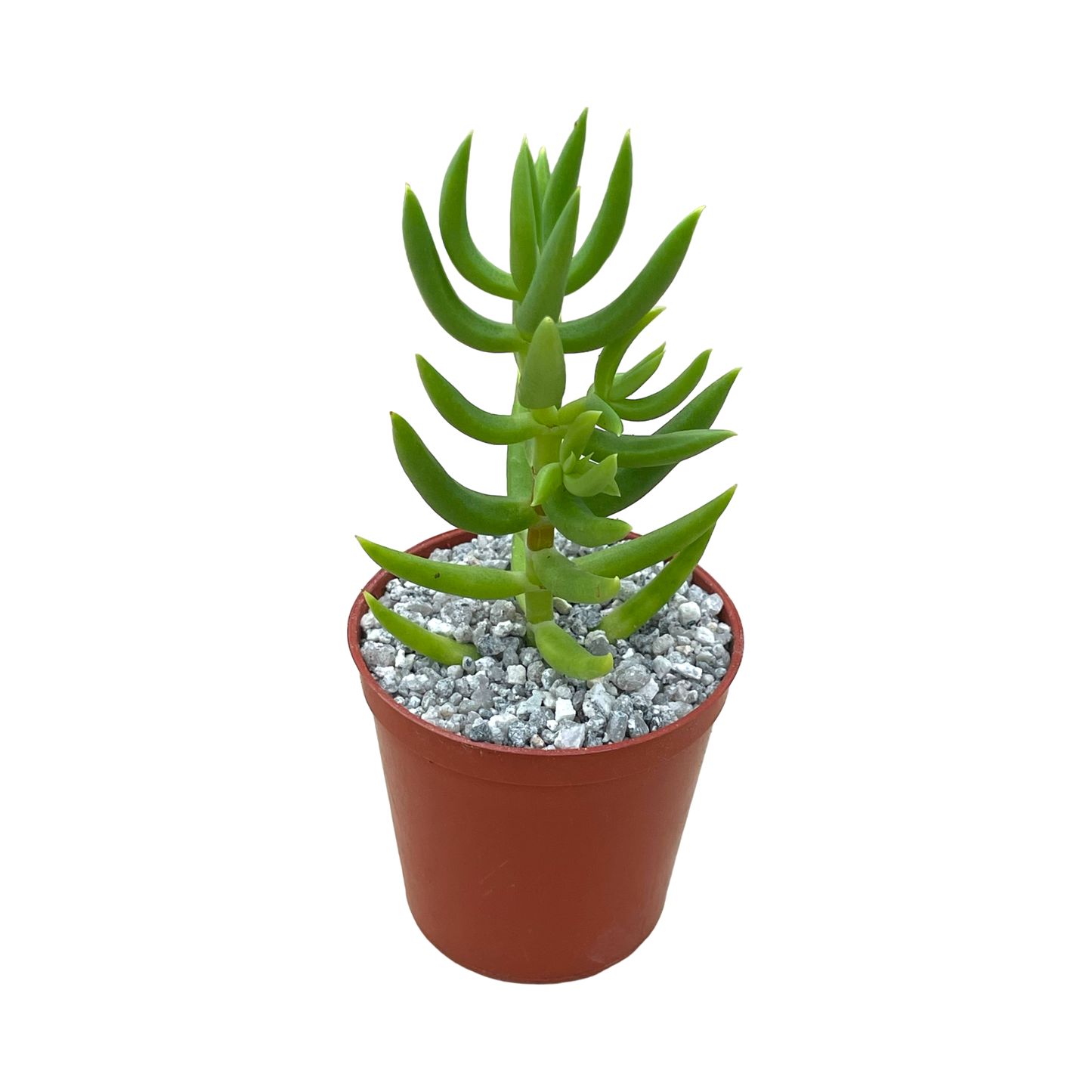 Crassula tetragona