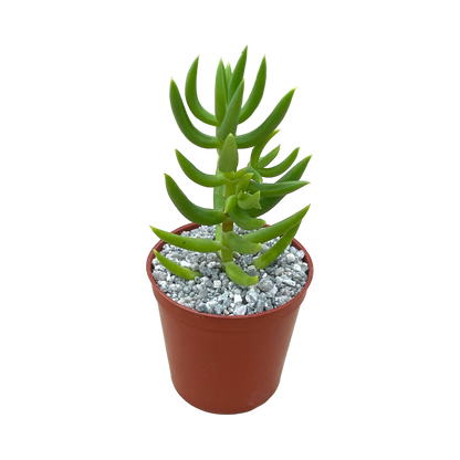 Crassula tetragona