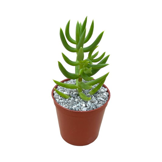 Crassula tetragona