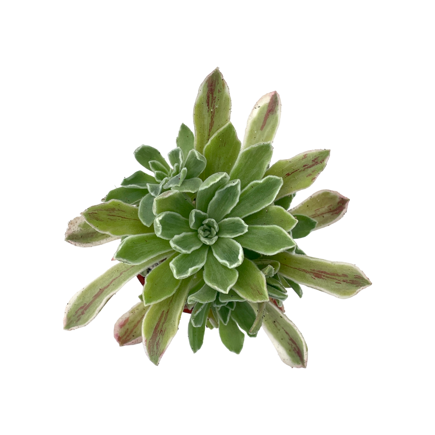 Aeonium goochiae 'Ballerina'