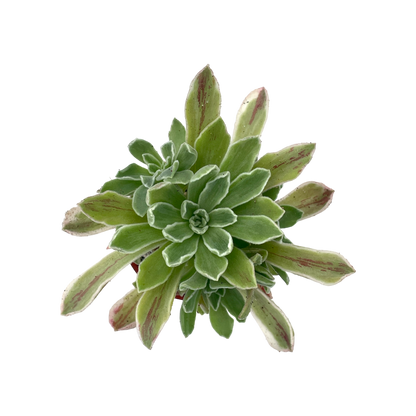 Aeonium goochiae 'Ballerina'