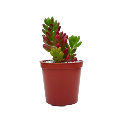 Sedum x rubrotinctum