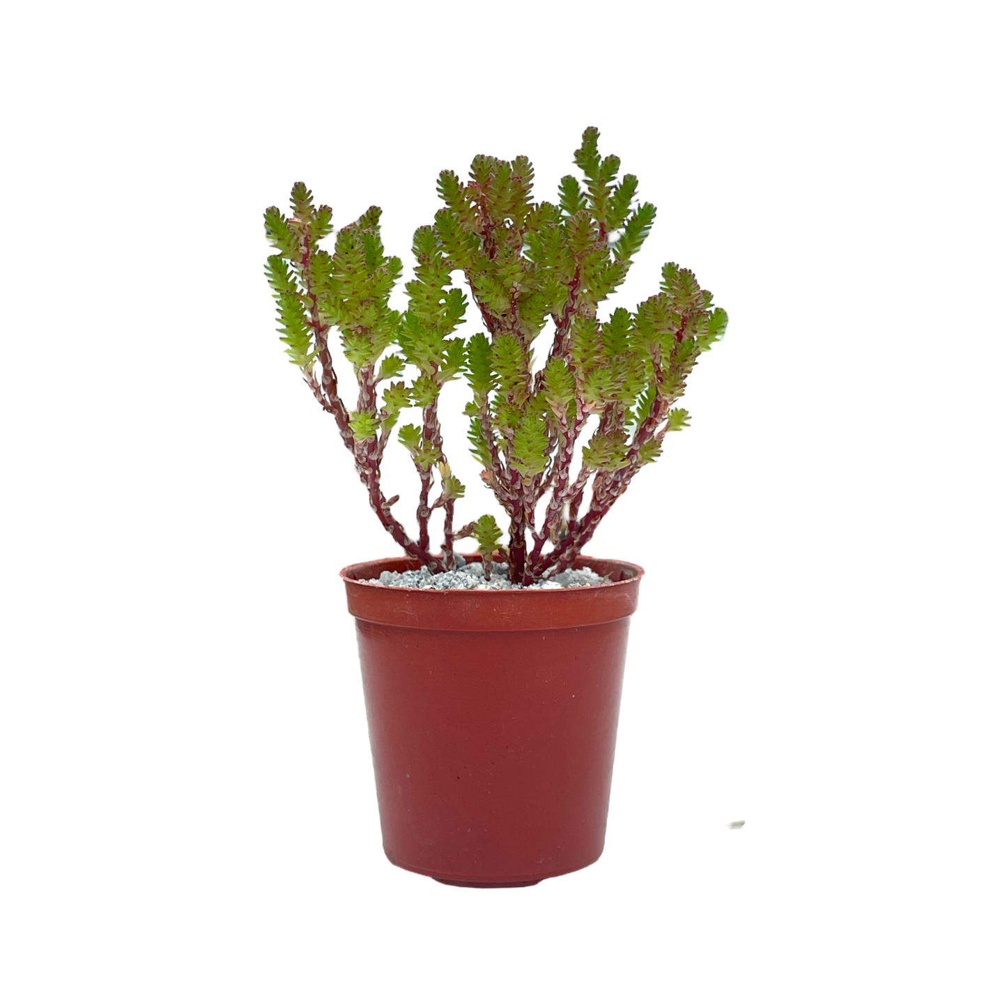 Sedum moranense