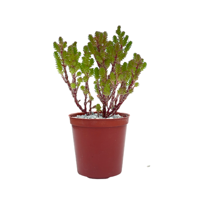 Sedum moranense