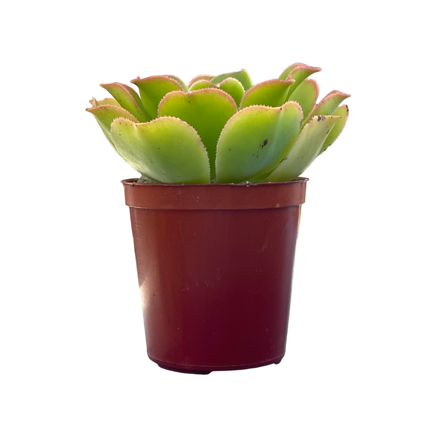 Aeonium lancerottense