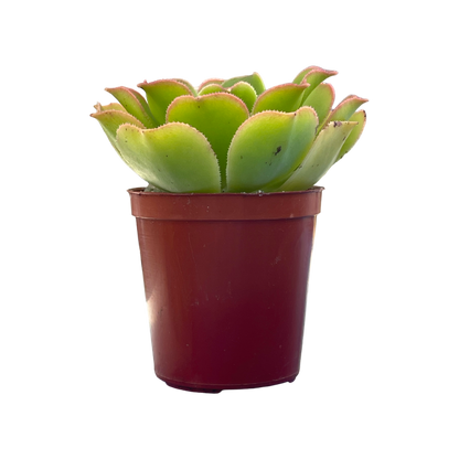 Aeonium lancerottense