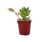 x Graptosedum 'Cesar'