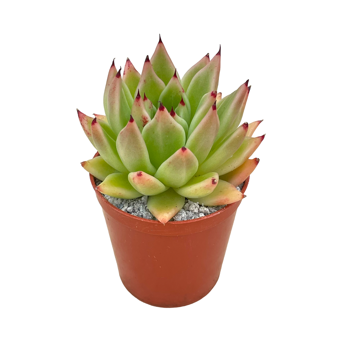 Echeveria agavoides 'Arrow'