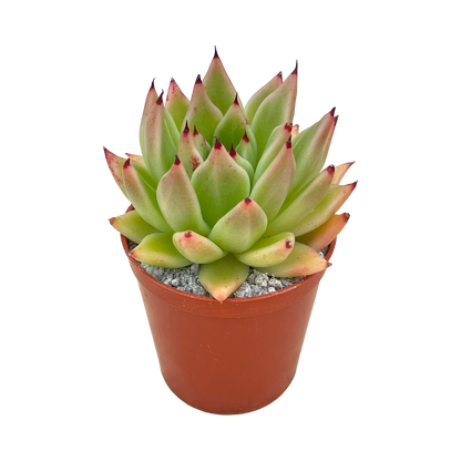 Echeveria agavoides 'Arrow'