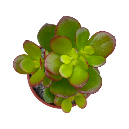 Crassula ovata minima