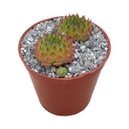 Sempervivum 'Pine Cone'