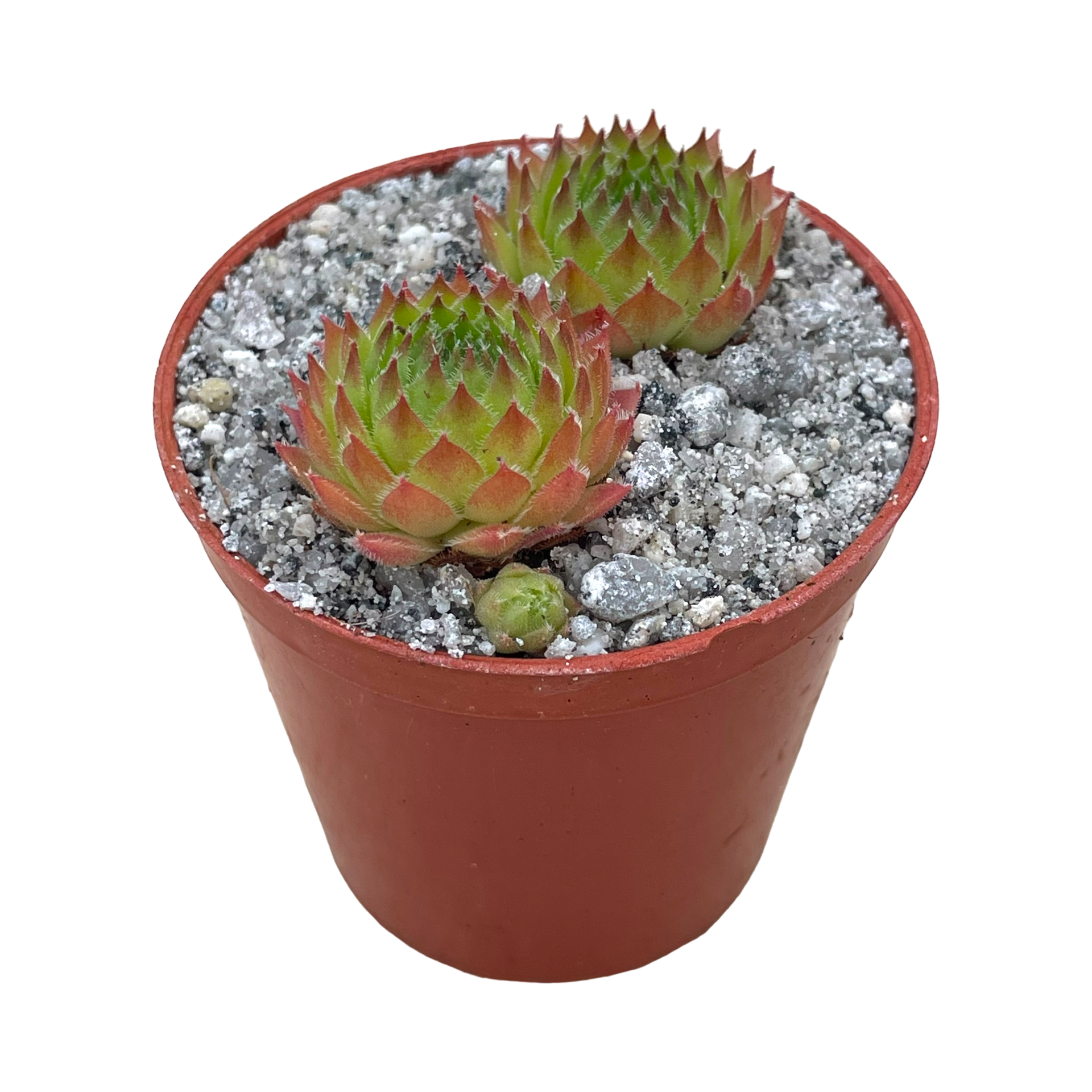 センペルビウム'パインコーン' – Surreal Succulents