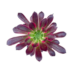 Aeonium 'Peacock'