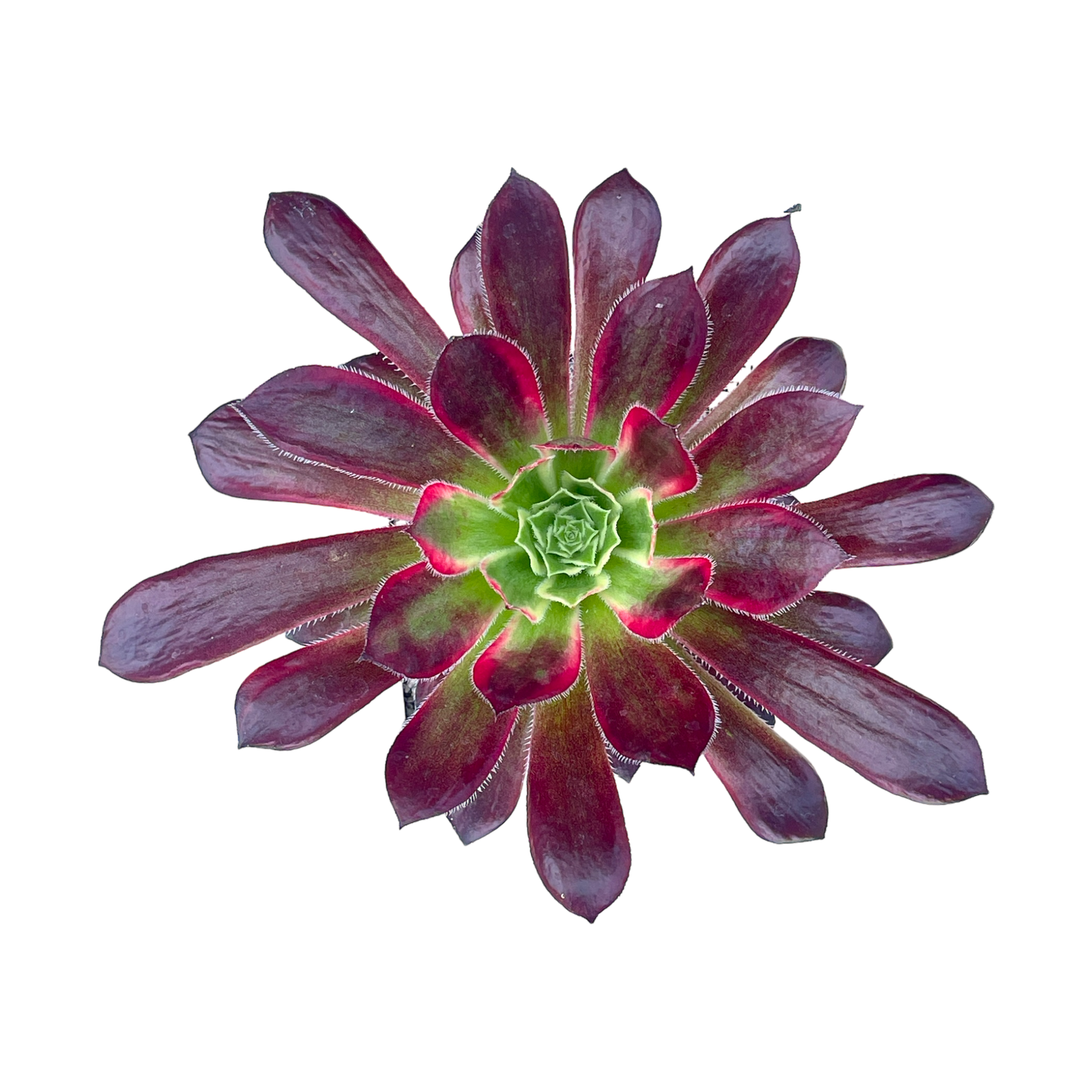 Aeonium 'Peacock'