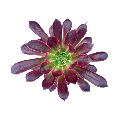 Aeonium 'Peacock'