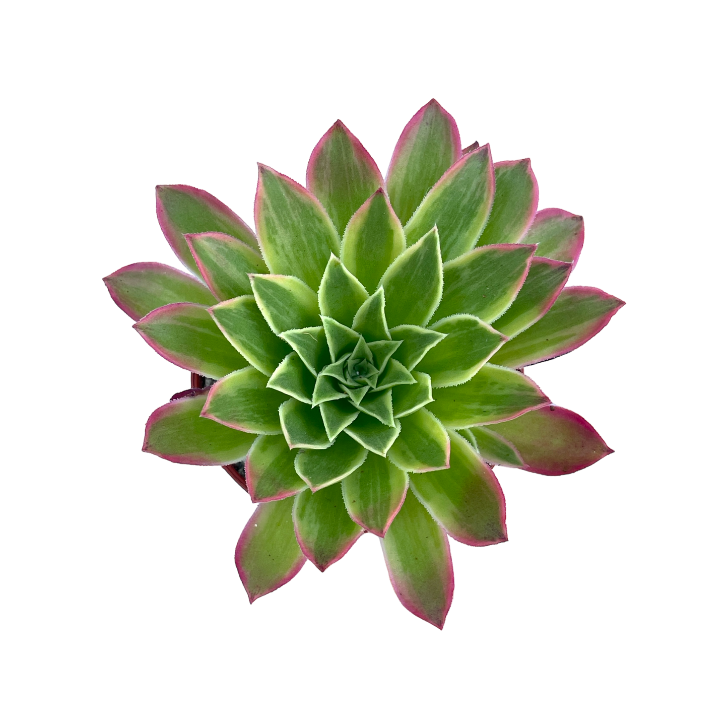 Aeonium 'Phoenix Flame Variegata'