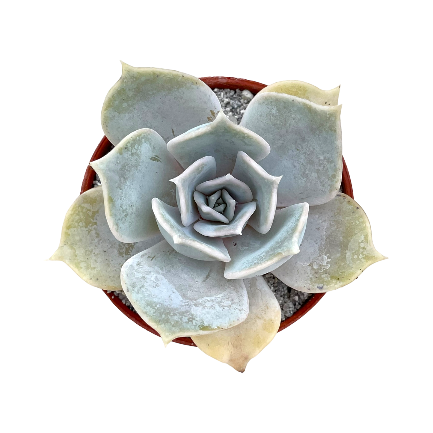 Echeveria lilacina