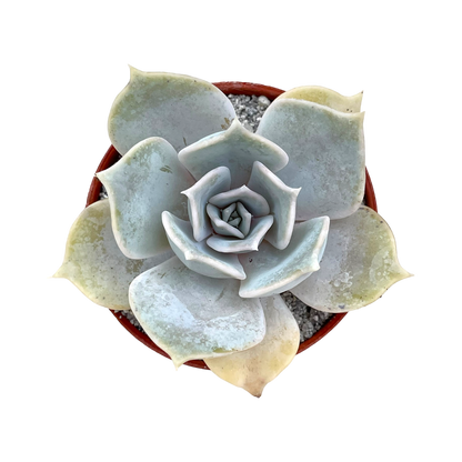 Echeveria lilacina