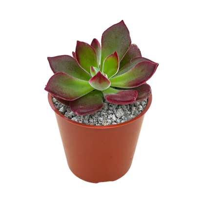 Echeveria pulvinata ’Devotion’