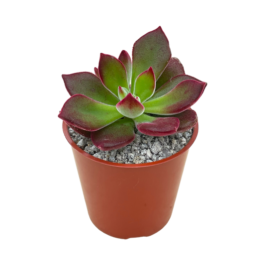 Echeveria pulvinata 'Devotion'