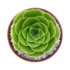 Aeonium aureum